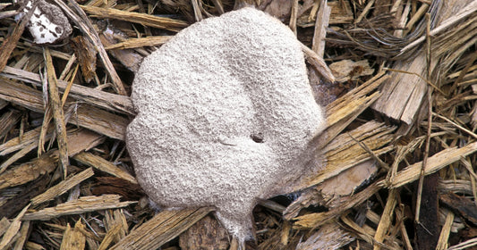 Uncovering the Mold-Resistant Benefits of Rubber Mulch